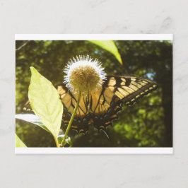 Postal June Monarch Post Card