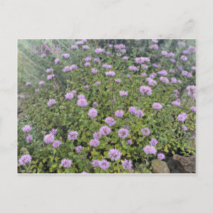 POSTAL JUNE POSTCARD