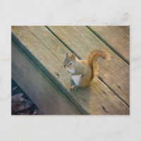 Junges rotes Eichhörnchen/ardilla roja joven