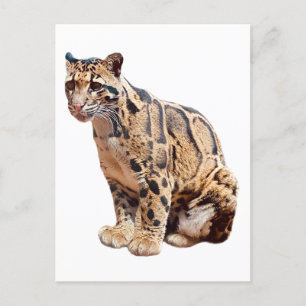 Postal jungla de fotografía de leopardo nublado animal ga