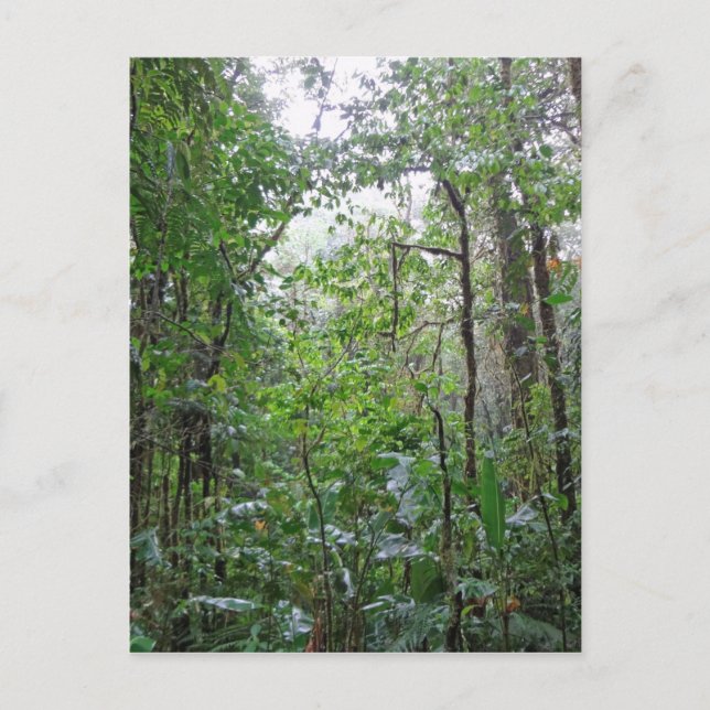 Postal jungla salvaje (Anverso)