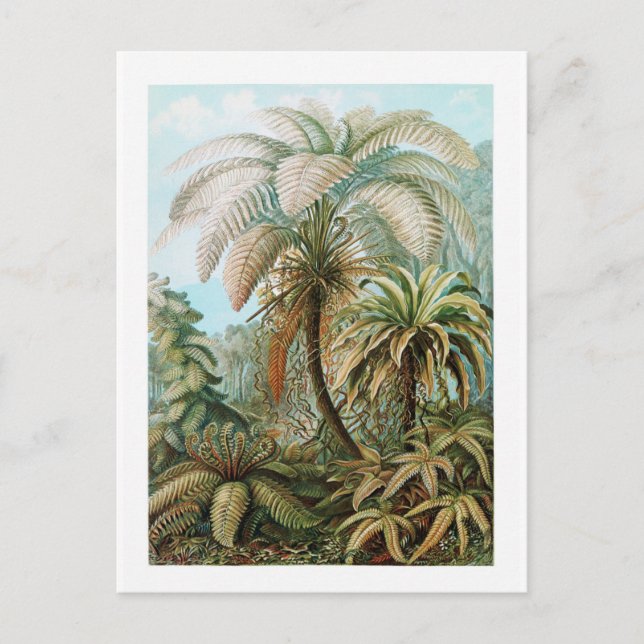 Postal Jungle Wild Forest Vintage Travel Postcard (Anverso)
