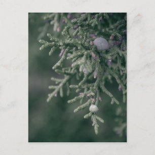 Postal Juniper Berries