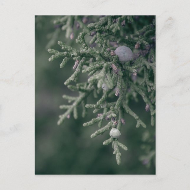 Postal Juniper Berries (Anverso)