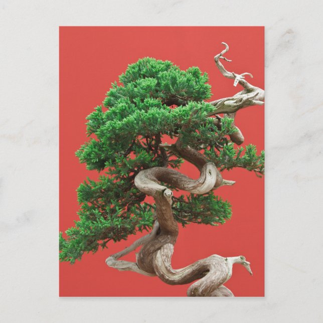 Postal Juniper bonsai (Anverso)