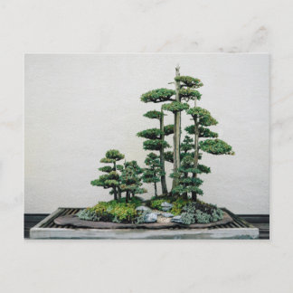 Postal Juniper Bonsai Forest
