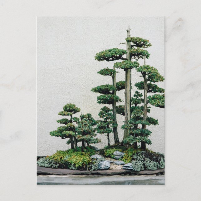 Postal Juniper Bonsai Forest (Anverso)