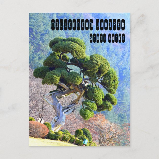 Postal Juniper del Milenio en Corea del Gapyeong (Anverso)