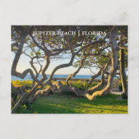 Júpiter Florida Postcard Ocean and Sea Grapes