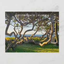 Postal Júpiter Florida Postcard Ocean and Sea Grapes