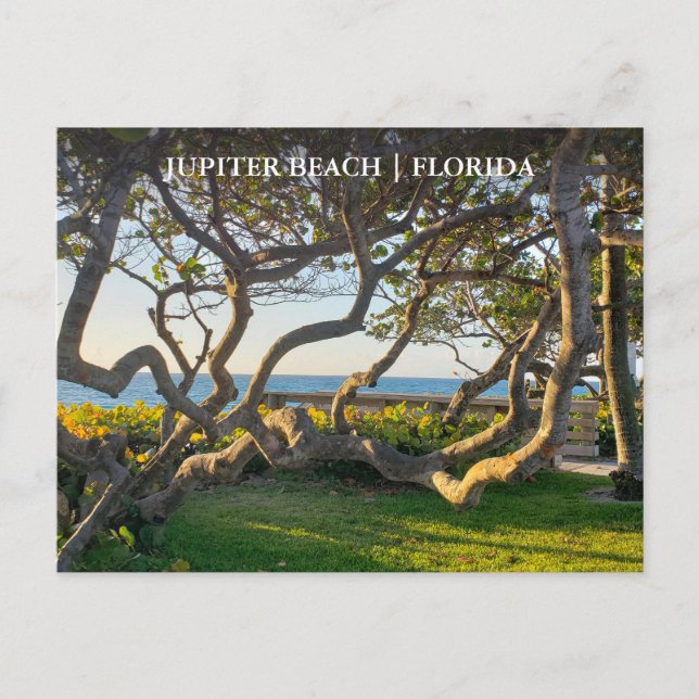 Postal Júpiter Florida Postcard Ocean and Sea Grapes (Anverso)