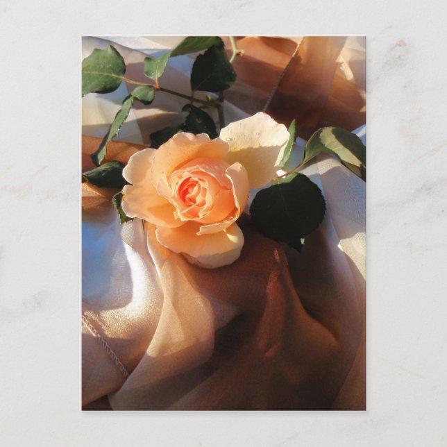 Postal just joey naranja rosa (Anverso)