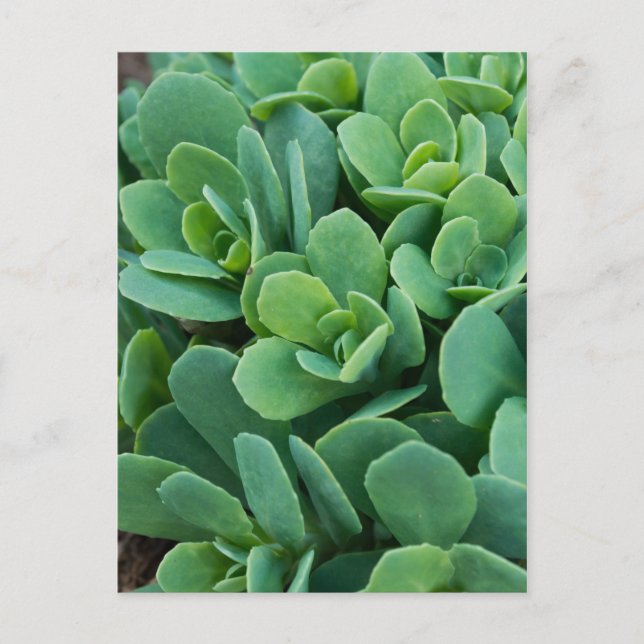 Postal Just Sedum (Anverso)
