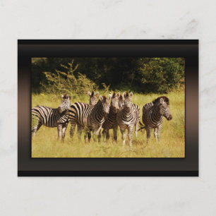 Postal Justo en You - zebras safari fauna