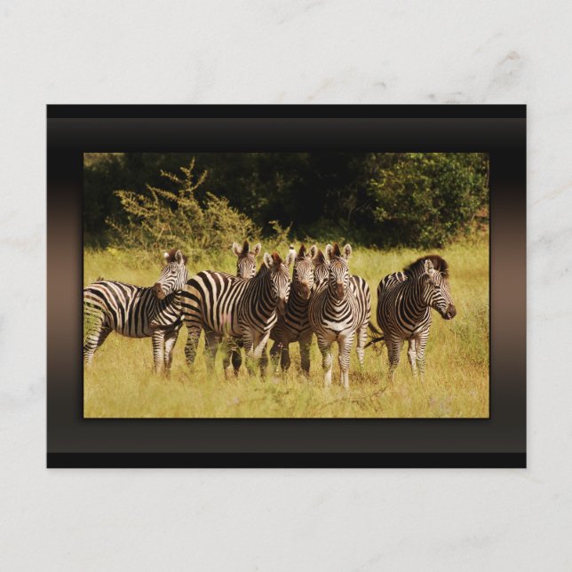 Postal Justo en You - zebras safari fauna (Anverso)