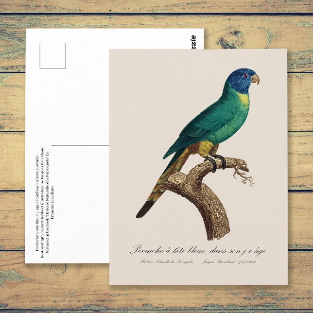Postal Juvenil de lori arcoíris Trichoglossus moluccanus (Perruche a tete bleue / Rainbow lorikeet, juvenile. Postcard)
