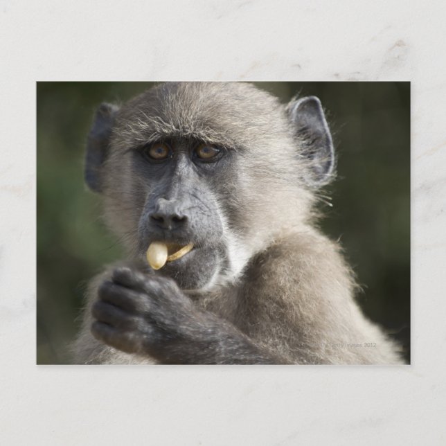 Postal Juvenile Chacma baboon (Papio ursinus) come nueces (Anverso)