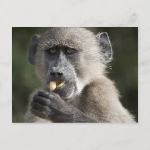 Postal Juvenile Chacma baboon (Papio ursinus) come nueces