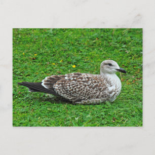 Postal Juvenile Herring Gull