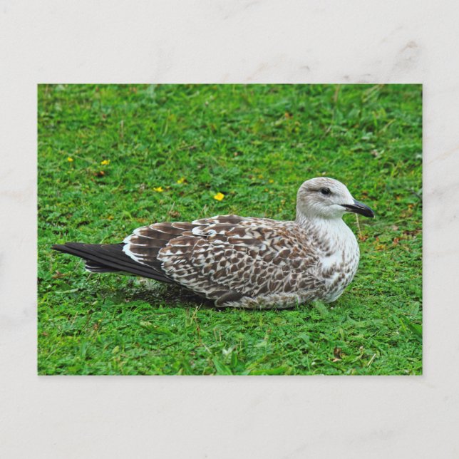 Postal Juvenile Herring Gull (Anverso)