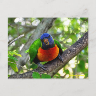 Postal Juvenile Rainbow Lorikeet
