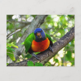 Postal Juvenile Rainbow Lorikeet