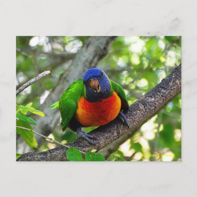 Postal Juvenile Rainbow Lorikeet (Anverso)