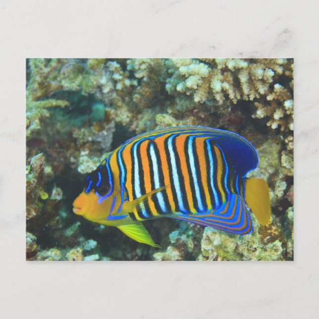 Postal Juvenile Regal Angelfish Pygoplites (Anverso)