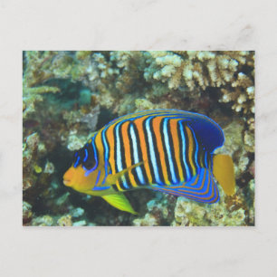 Postal Juvenile Regal Angelfish Pygoplites