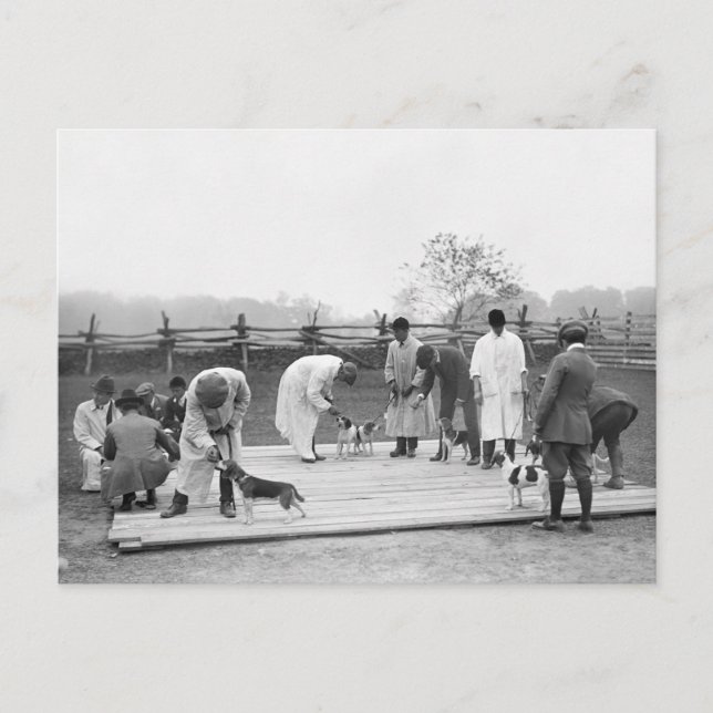 Postal Juzgando a los Beagles, 1914 (Anverso)