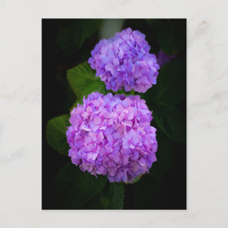 Postal Kaart met een foto van mooie paars rose hortensia