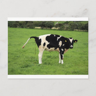 Postal kackende Kuh