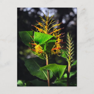 Postal Kahili Ginger
