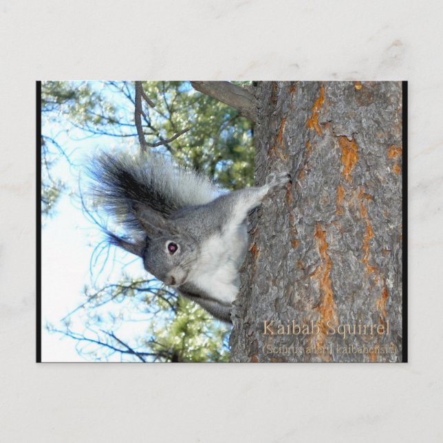 Postal Kaibab Squirrel (Sciurus aberti kaibabensis) (Anverso)