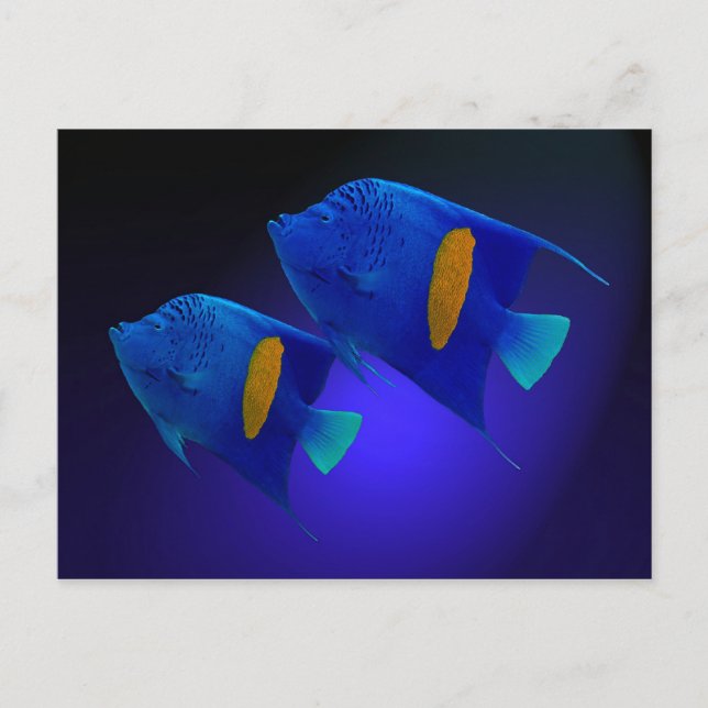 Postal Kaiserfischpaar (Anverso)