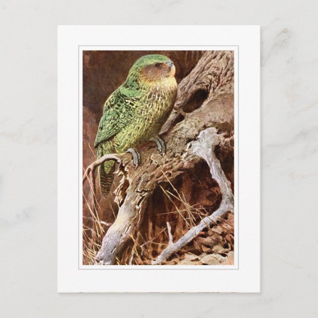 Postal Kakapo (Anverso)