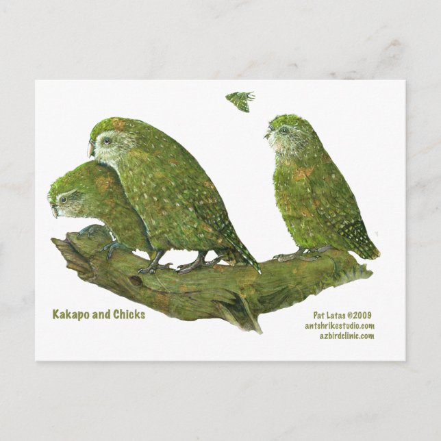 Postal kakapo y pollitos (Anverso)