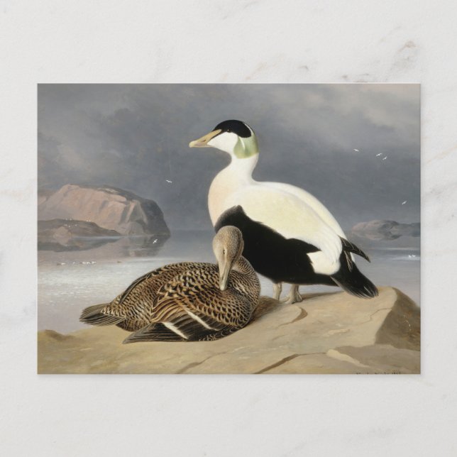 Postal Kaksi Haahkaa por Ferdinand von Wright (Anverso)