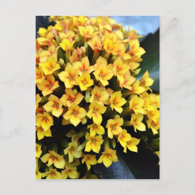 Postal Kalanchoe Blossfeldiana (Anverso)
