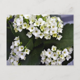 Postal Kalanchoe Blossfeldiana