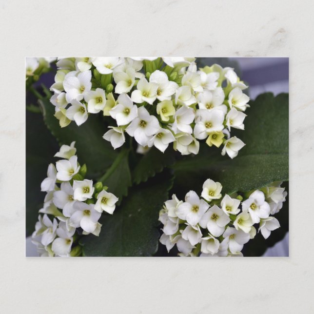 Postal Kalanchoe Blossfeldiana (Anverso)