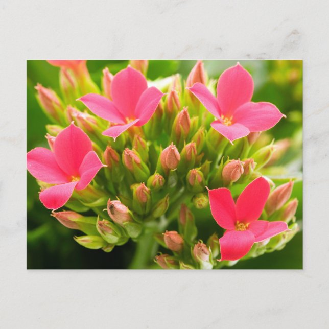 Postal Kalanchoe blossfeldiana (Anverso)