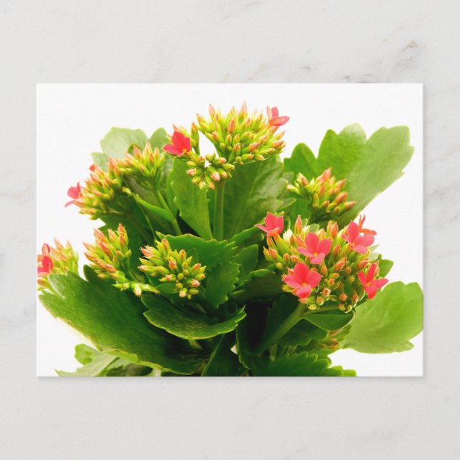 Postal Kalanchoe blossfeldiana (Anverso)
