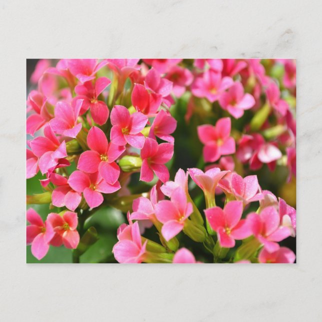 Postal Kalanchoes rosados (Anverso)