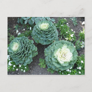 Postal kale ornamental