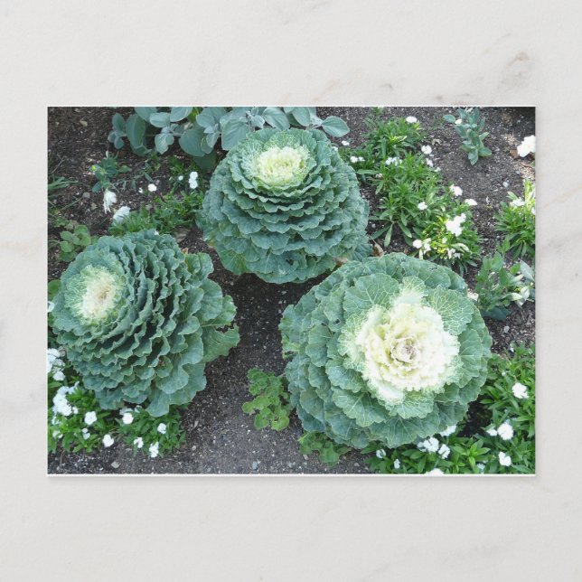 Postal kale ornamental (Anverso)