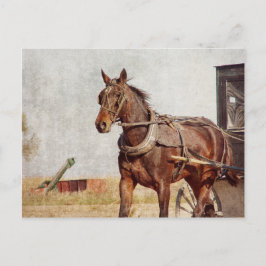 Postal Kalona, caballo de Iowa Amish y cochecillo