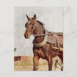 Postal Kalona, Caballo Iowa Amish y Buggy