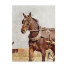 Kalona, Caballo Iowa Amish y Buggy