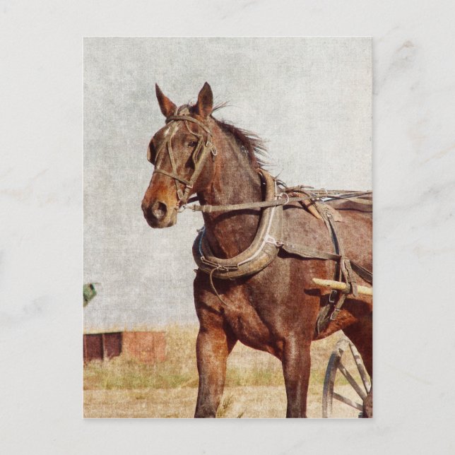 Postal Kalona, Caballo Iowa Amish y Buggy (Anverso)
